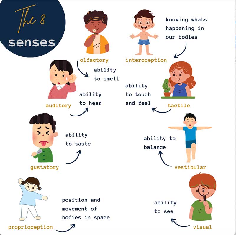 An infographic titled “The 8 senses” shows the eight senses with cartoon children and brief descriptions of each sense.